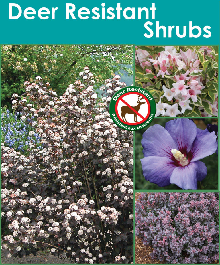 Deer Resistant shrubs CA s17 image EN - Horticana