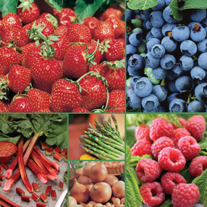 Gourmet Fruit and Vegetable Collection