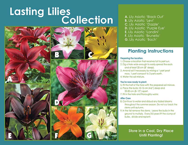 sl 213 lily