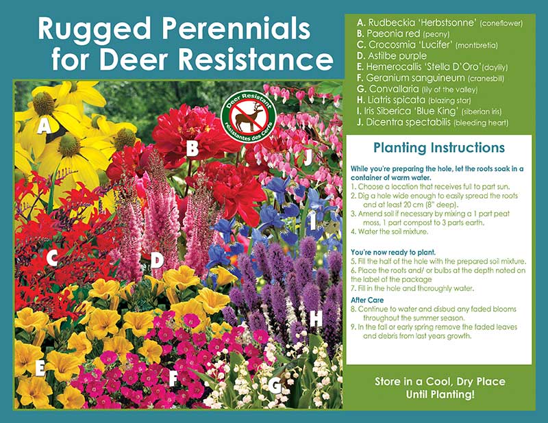 Rugged-Perennials-for-Deer-Resistance-sp-18-pl-inst-EN-large - Horticana