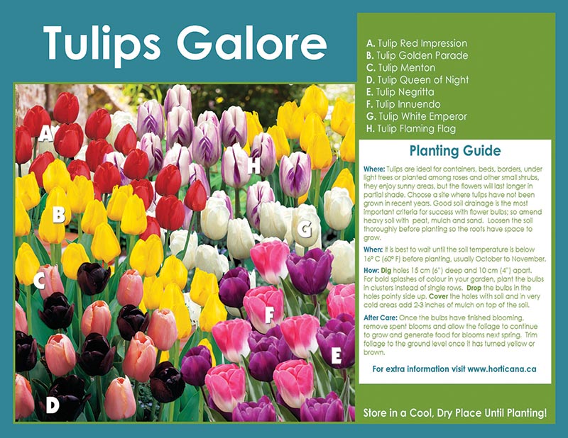 Tulips Galore Collection - English Instructions