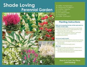 Shade Loving Perennial Garden - Planting Instructions - English