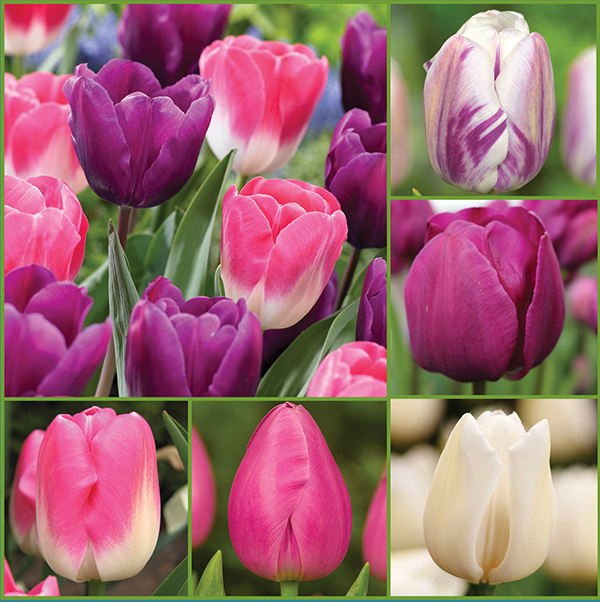 Berry Blissful Tulips Collection - Feature