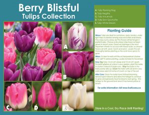 Berry Blissful Tulips Collection - English Instructions