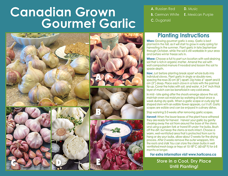 Canadian Grown Gourmet Garlic - English Instructions