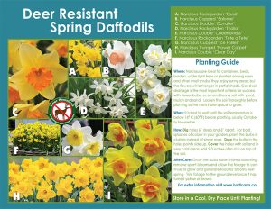 Deer Resistant Spring Daffodils - English Instructions