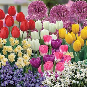 Extra Hardy Spring Flowering Bulbs