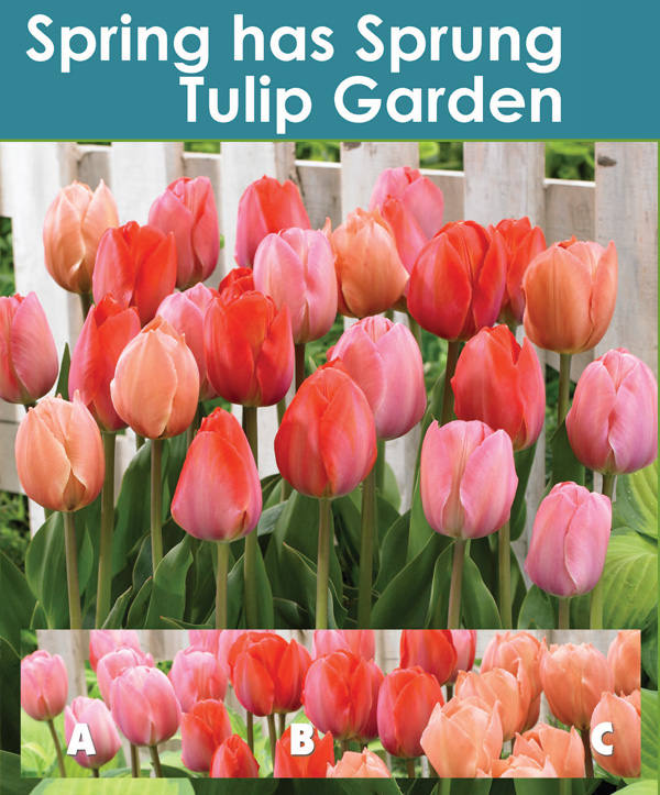 Spring Has Sprung Tulip Garden