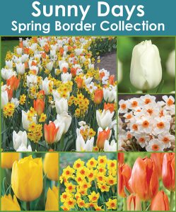 Sunny Days Spring Border Collection