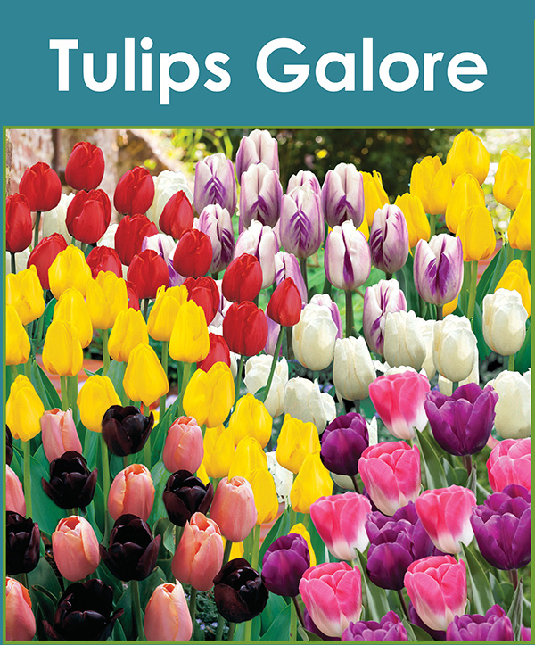 Tulips Galore - Feature