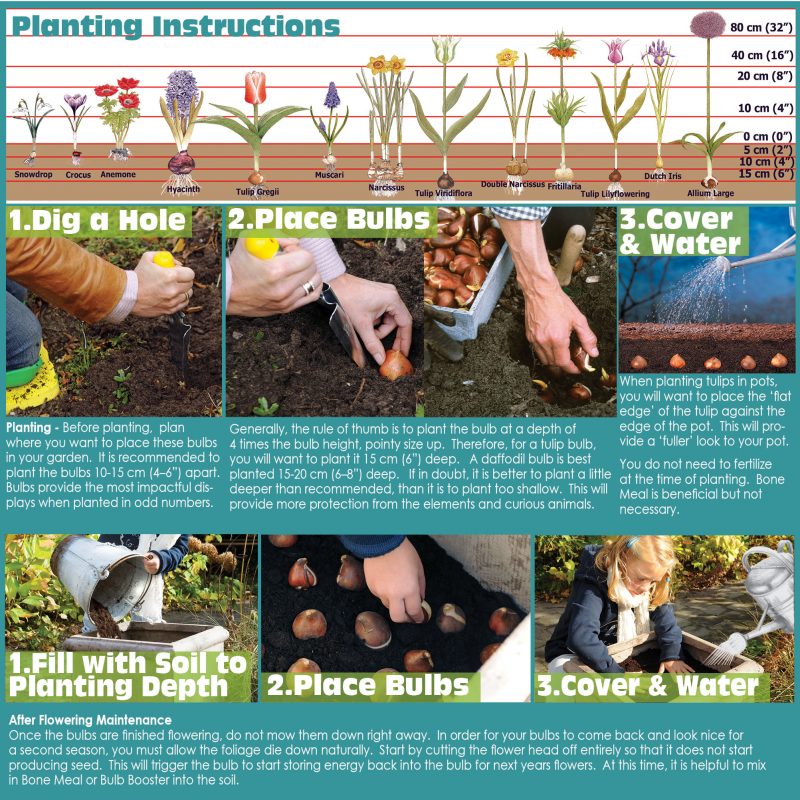How to Plant Spring Bulbs in the Fall - English Instructions