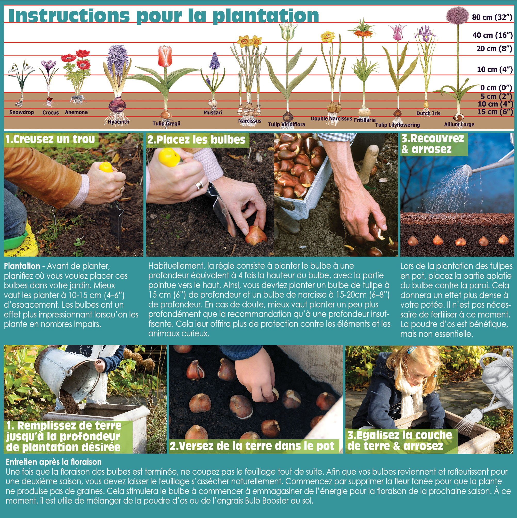 How to Plant Spring Bulbs in the Fall - French Instructions