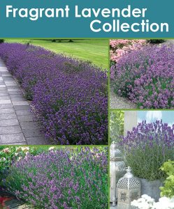 Fragrant Lavender Collection