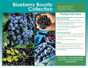 Blueberry Bounty Shrub Collection- Planting Instructions - English