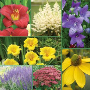 Drought Tolerant Gardens Collection - Feature