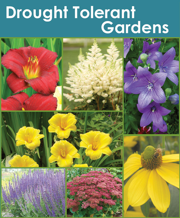Drought Tolerant Gardens Collection Thumbnail Horticana