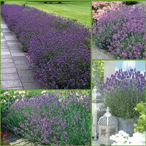 Fragrant Lavender Collection