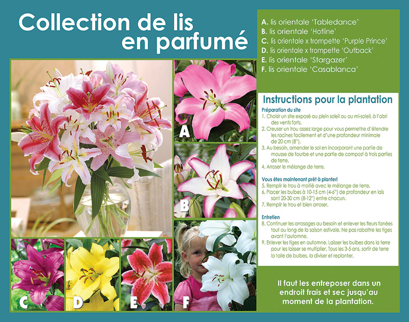 Fragrant Oriental Lily Collection - Planting Instructions - French ...