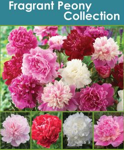 Fragrant Peony Collection