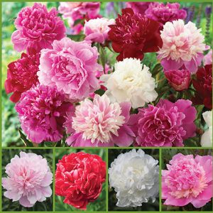 Fragrant Peony Collection