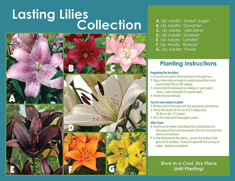 Lasting Lily Collection Planting Instructions Horticana