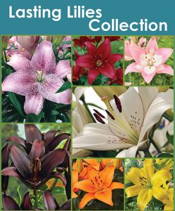 Lasting Lily Collection