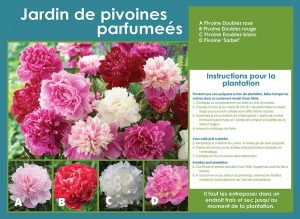 Peony Mix Collection - Planting Instructions - French