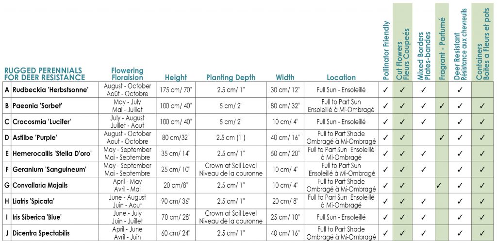 Deer Resistant Perennials Variety Info Horticana