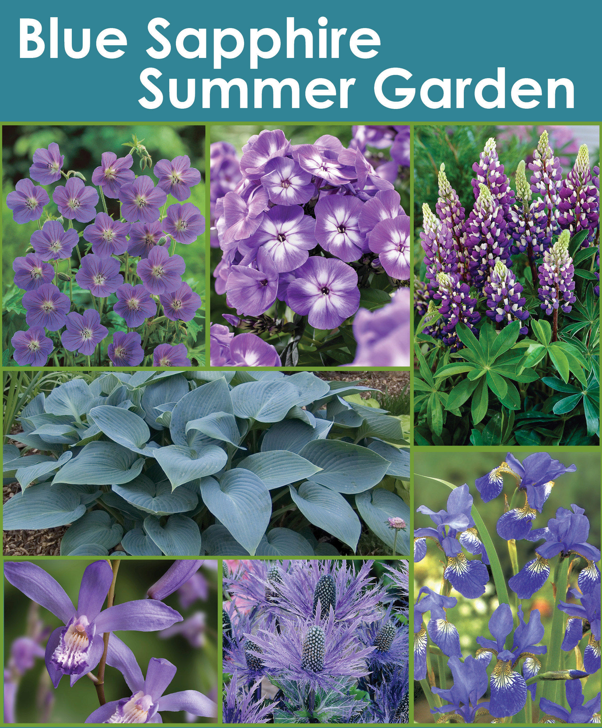 Blue Sapphire Summer Garden S19 Image - Horticana