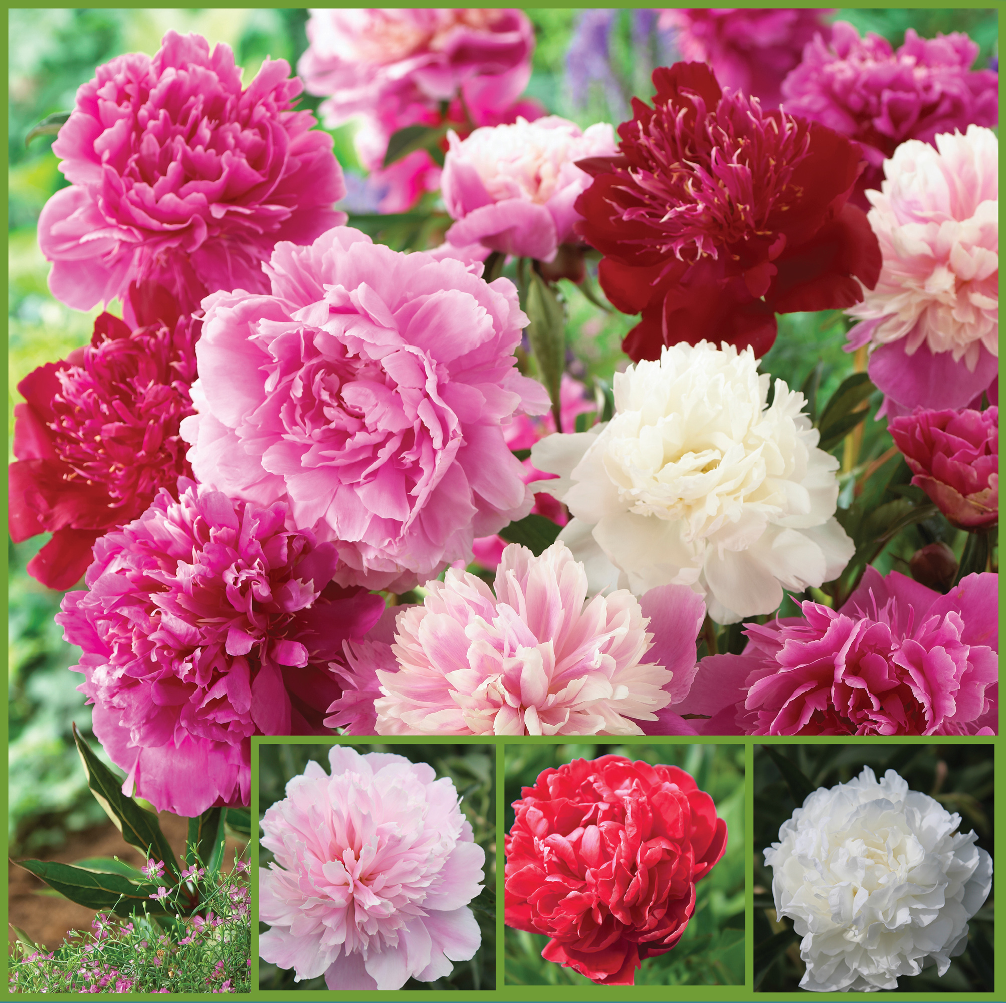 Fragrant Peonies sp20 image only Horticana