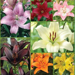 Lasting Lily Collection sp20 image only