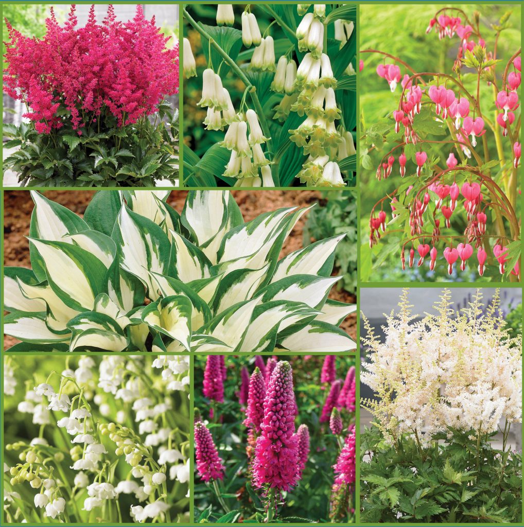 Shade Loving Perennial Garden Collection Assortiment de vivaces pour