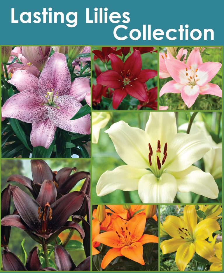 Lasting Lily Collection sp20 image - Horticana