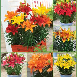 Sunrise Patio Lily Collection sp 20 image only