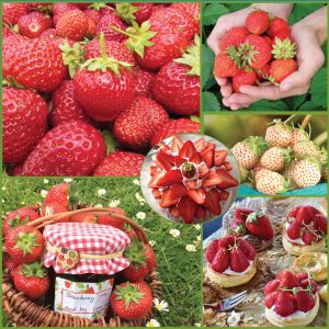 _Sweet Success Strawberries sp21 image only_web