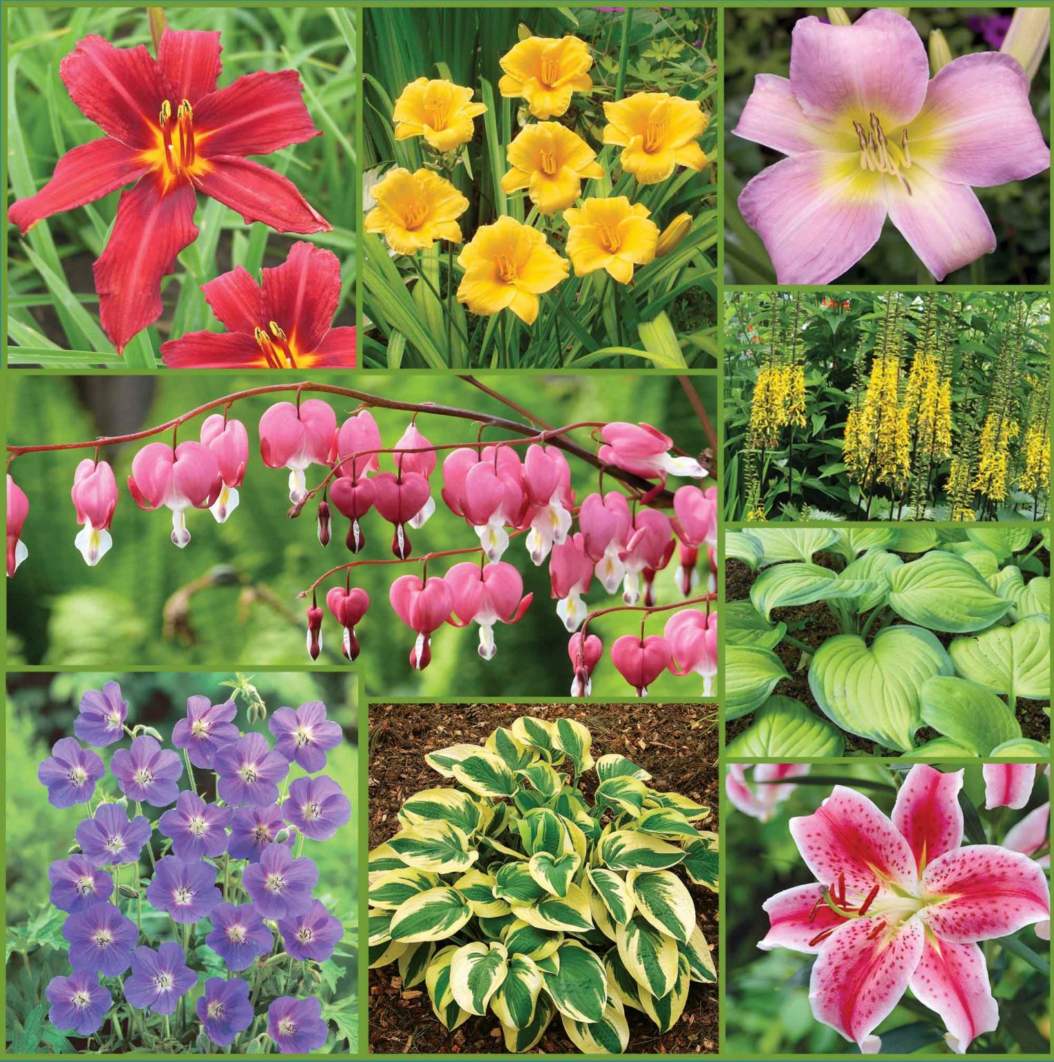 Easy to Grow Perennial Collection Sp21 image ONLY_web Horticana