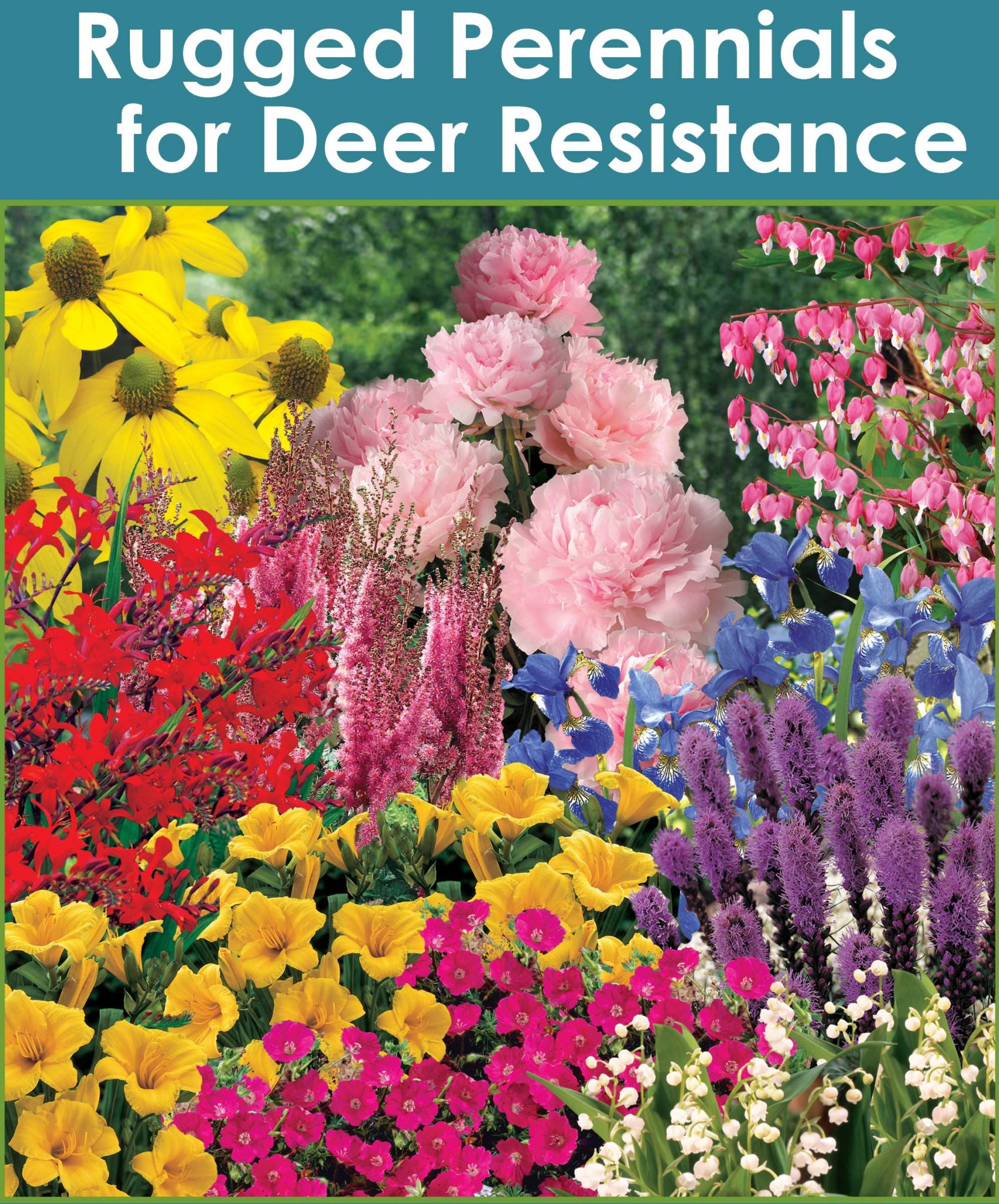 Rugged Perennials for Deer Resistance sp 21 image Horticana