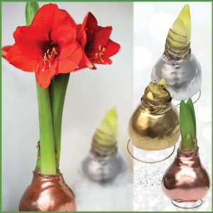 Easy Blooms Waxed Amaryllis image only