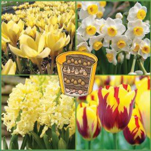 Energizing Sunshine bulbs for Layer Planting image only
