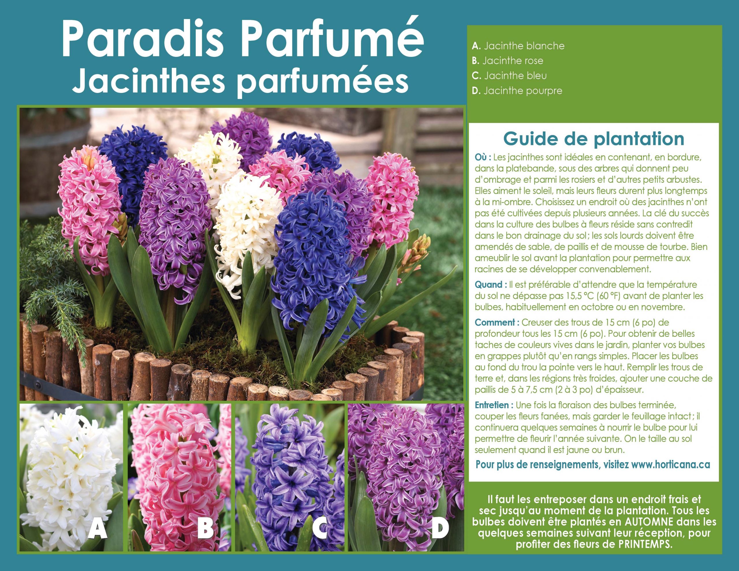 Perfumed Paradise Fragrant HyacinthJacinthes Perfumed Paradise - Horticana