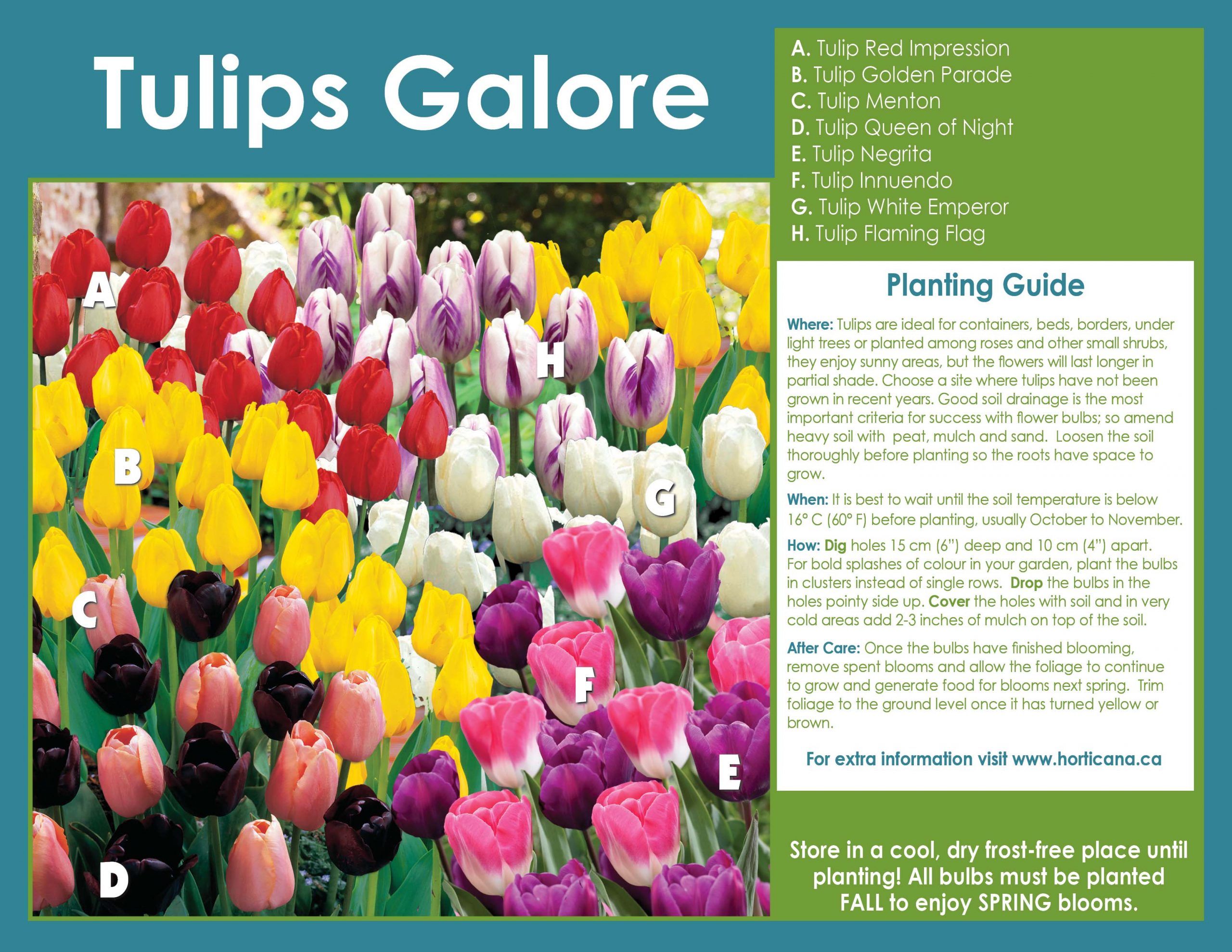 Bulbes De Tulipes-Tulipe Bulbes,Ampoule Tulipe,Plante Forte,Jardin De  Tulipes MéLange De Fleurs,Tulipe Rare,PlanteDéCorative à Fleurs,Cadeau  Surprise-15Bulbes,a : : Jardin