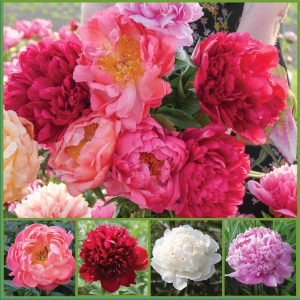 Charming Peonies sp22 image only