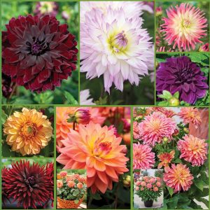 Dahlias Galore Collection sp22 image only