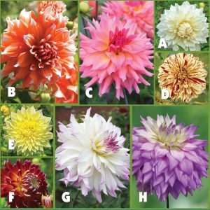 Delightful Dinnerplate Dahlia Collection sp22 image only