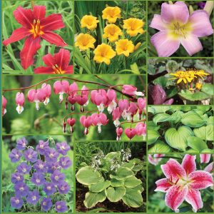 Easy to Grow Perennial Collection Sp22 image only