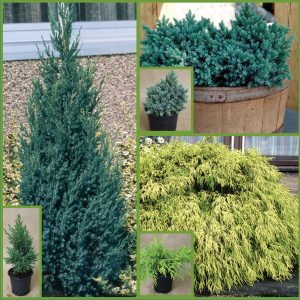 Evergreen conifer collection Sp 22 Image only