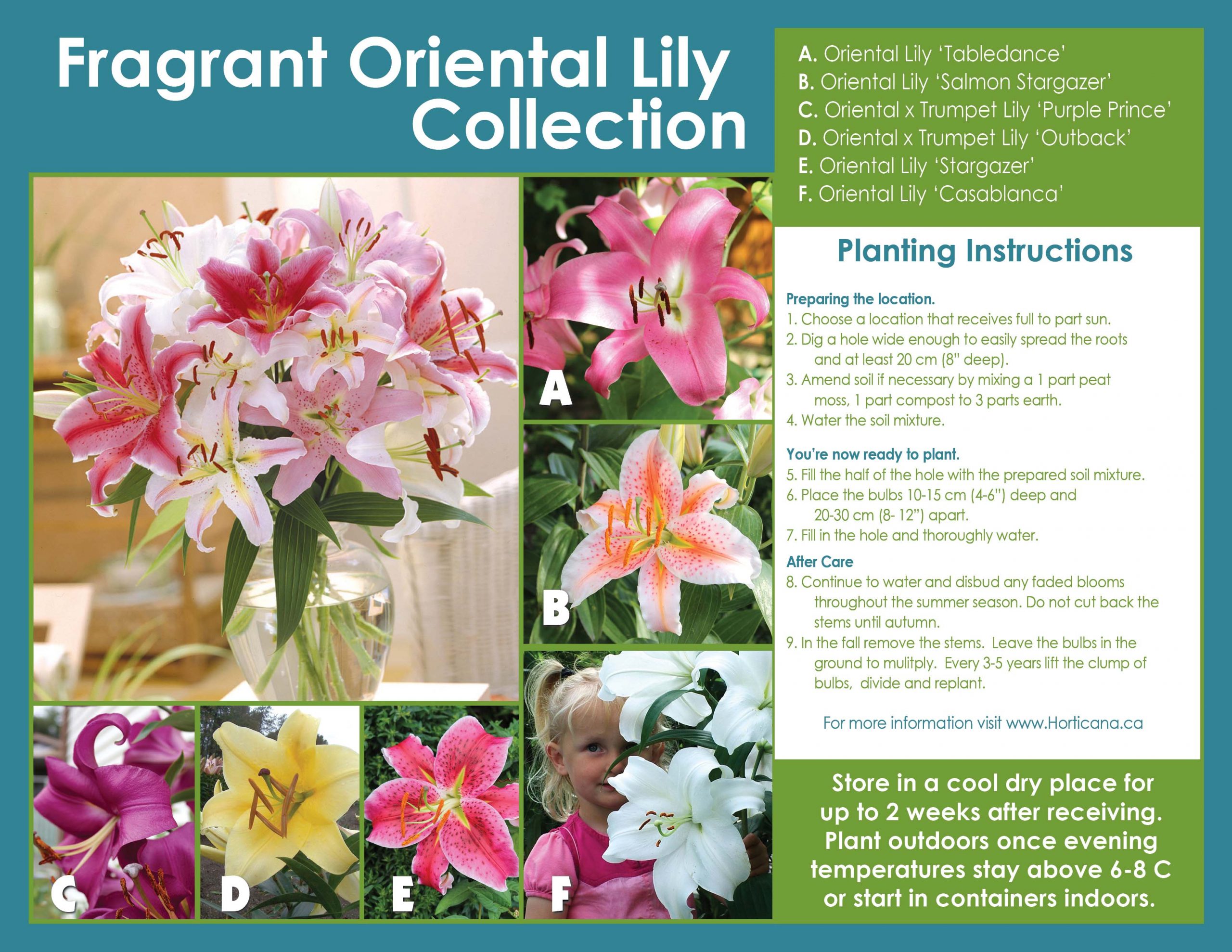 Fragrant Oriental Lily CollectionCollection de lis orientaux odorants -  Horticana