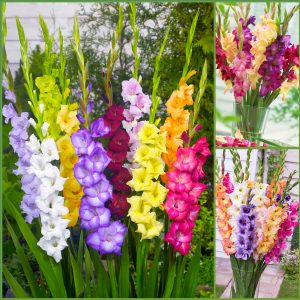 Glorious Gladiolus Collection Sp23 image only