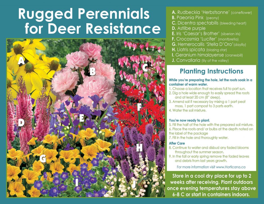 Rugged Perennials Deer Resistant Assortment Vivaces Durables Assortiment De Vivaces à L’épreuve