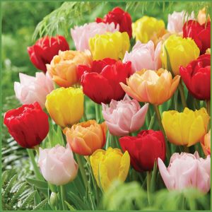 Scented Double Tulips f23 image only